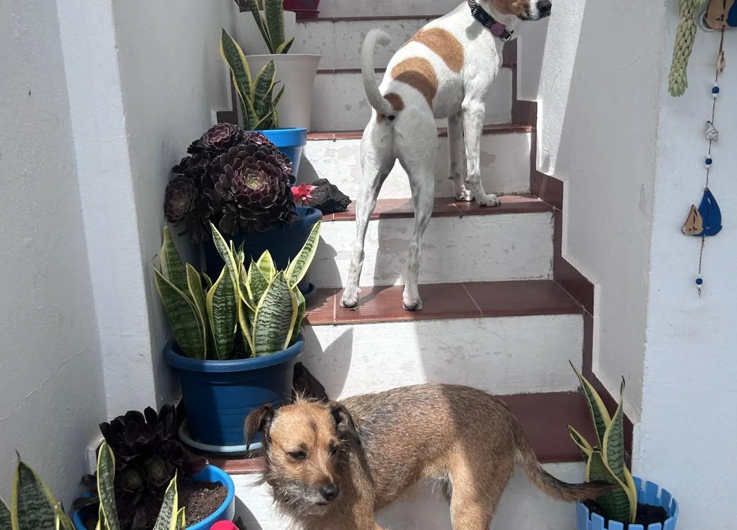 Prázdninový dům La Buganvilla House Arrecife